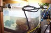 refugium with lights.JPG