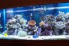 tank with new rock and bulbs.JPG