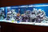 tank with new rock and bulbs 3.JPG