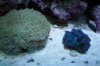 clam and bubble.JPG