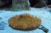 orange plate coral 2.JPG