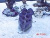 first clam.jpg