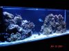 both tangs in tank.jpg