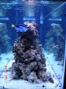 both tangs end pic.jpg