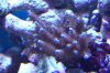 Blue acro 2.JPG