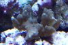 Blue montipora digitata.JPG