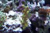 Green acropora millipora.JPG