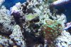 hammer and frogspawn.JPG