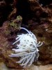 purple_tipped_anemone1.jpg