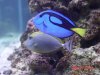 2 tangs.jpg
