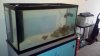 Tank with 25 lbs of live rock.jpg