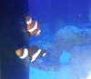 Nemo & Jim 3.jpg