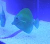 Fred - Yellow Tang 3.jpg
