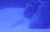 Mr.Noisewater - Randall's Shrimp Goby 2.jpg