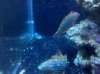 Leopard Wrasse.jpg