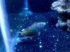 Leopard Wrasse2.jpg