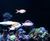 IMG_1196.JPG
