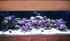 Kevin's 265 Gallon Reef.jpg