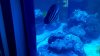 Sailfin tang.jpg