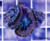 Rainbow Aussie Acan.JPG