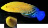 Bluestripe-Tamarin-Wrasse.jpg