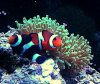 clowns3.jpg