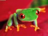 Red-eyed%20Tree%20Frog-1.jpg