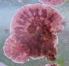 pinkcoralinecloseupenh_250.jpg