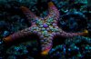 Starfish.jpg