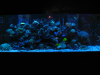 aquarium1.png