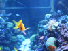aquarium4.png