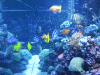 aquarium6.png