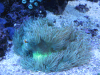 aquarium7.png
