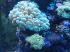 aquarium8.png