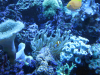 aquarium5.png