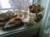 IMG00101-20110303-1004.jpg
