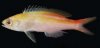 Pivitera Anthias.jpg