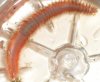 worm.JPG