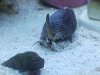 N-snail1.jpg