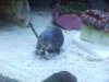 N-snail2.jpg