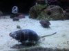 N-snail3.jpg