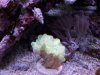 Fox Coral.jpg