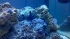 Batman and duncan coral.jpg