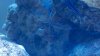 Cleaner Shrimp.jpg