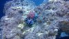 zoa polyp.jpg