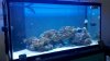 Our Tank 5.jpg