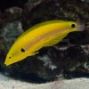 p-80424-wrasse.jpg