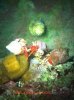 crabs 3.jpg