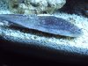 DSCI0385.jpg