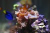 FoxCoral.jpg